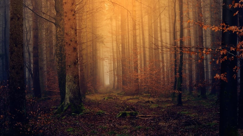 Enchanting Orchestral