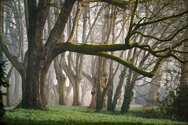 Fairy Tale Dreams